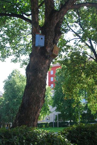 Birdhouses on the tree