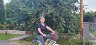 Cycling past ripe cherries