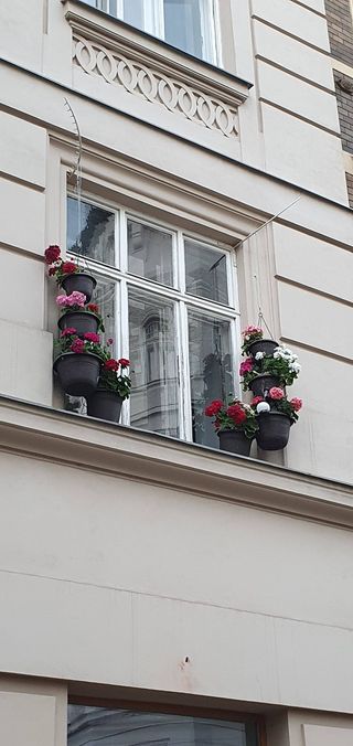 Window flowers