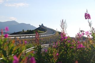 A view from the perspective of wildflowers