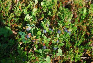 Delicious blueberries