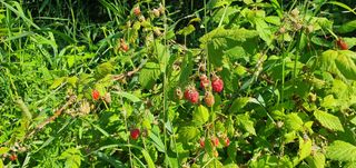Raspberries by the road where I stopped to rest