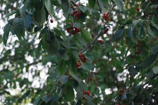 Cherries in Stockholm