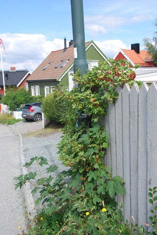 Red currant where you wouldn't expect it