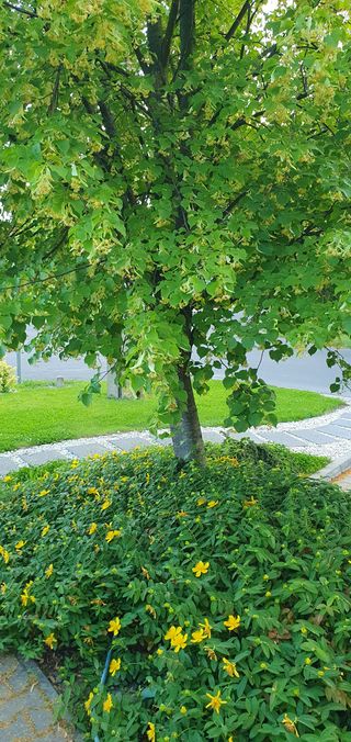 Flowering linden tree