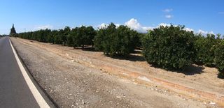 Ripe oranges in southern Peloponnese