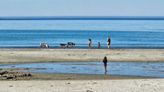 Sharing the beach with the reindeer