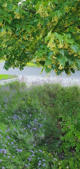 Another flowering linden tree