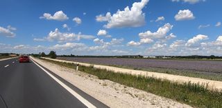 Lavender field near Budapest