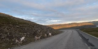 A reindeer family